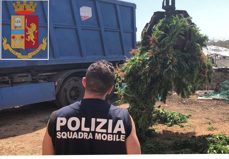 Vittoria, scoperta serra con 15.000 piante di cannabis