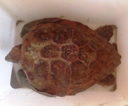 Augusta, salvata una tartaruga spiaggiata