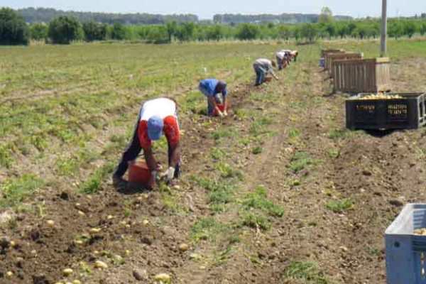 Brindisi, scoperti in tutta la provincia 317 falsi braccianti