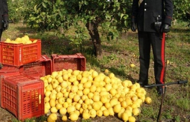 Noto, sorpresi a rubare limoni: arrestati in due