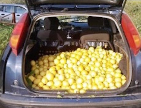 Siracusa, furto di 100 chili di limoni: una denuncia