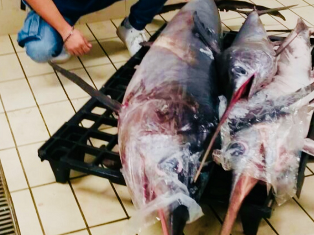 Siracusa, sequestro pescespada non dichiarato: sanzione di 8.000 euro