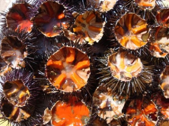 Siracusa, multa ad ambulante che vendeva ricci di mare