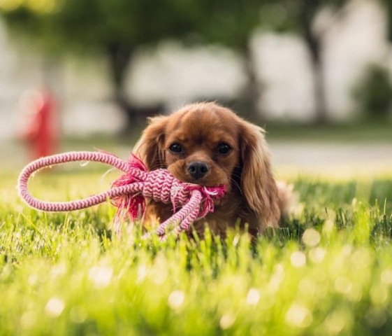 Pachino, animali domestici nei luoghi pubblici: scatta l’ordinanza