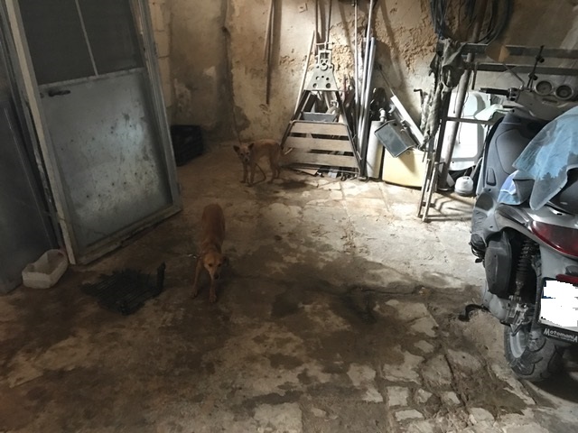 Noto, scoperta stalla-lager: una denuncia