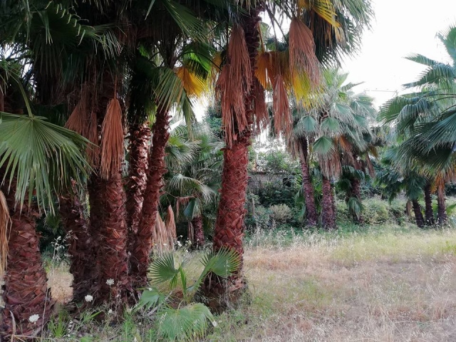 Siracusa, vendita area verde in Corso Gelone: Rifiuti Zero "Ci sono palme rare"