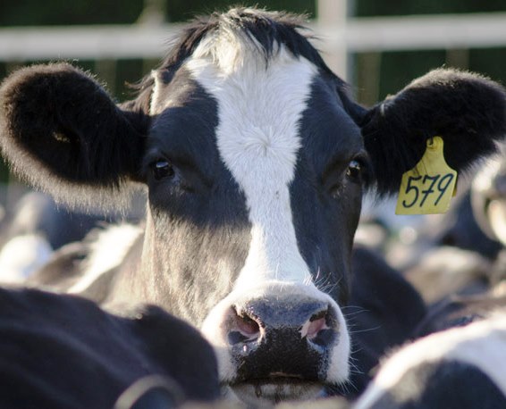 Pachino, aperta nuova sede per la Sanità Animale