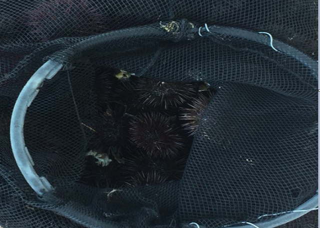 Augusta, pesca di frodo di ricci di mare: sanzioni per 4.000 euro