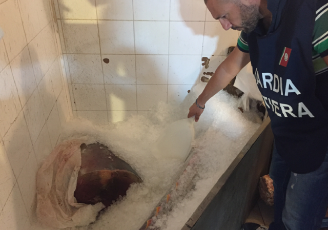 Tonno rosso per 70 chili scoperto in una pescheria della provincia di Siracusa, titolare sanzionato per 8.000 euro