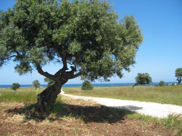 Boom cibo italiano su Experience Airbnb, gettonata successo per il pomodoro siccagnu a Noto tra mandorli e ulivi