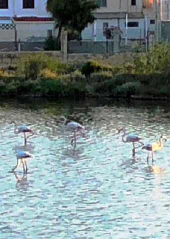 Pachino, i fenicotteri colorano di rosa il pantano di Marzamemi