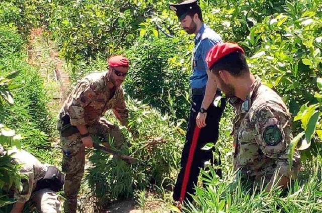 Francofonte, scoperta piantagione di marijuana: due arresti