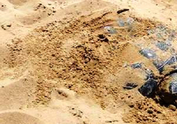 Avola, schiacciata dal trattore mentre depone le uova: morta tartaruga caretta caretta