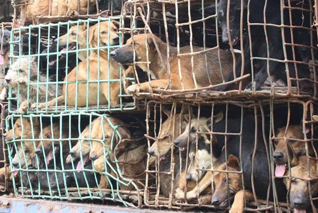 Siracusa, canili aperti ai volontari e incrementare le adozioni: la politica dell'Amministrazione