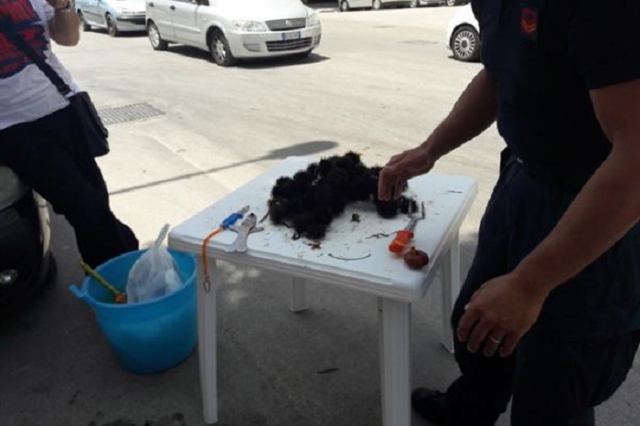 Siracusa, vendono ricci in strada e reagiscono male alla multa: 2 denunce