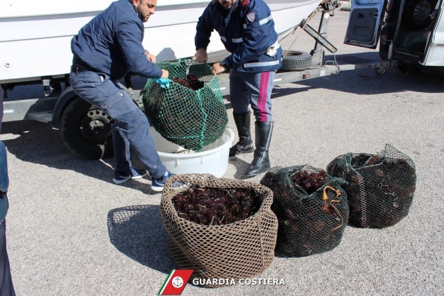 Siracusa, sequestrati 200 ricci di mare: elevate sanzioni