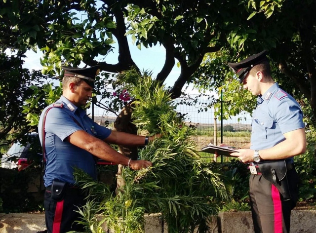 Carlentini, sorpresi a rubare piante di Cannabis: arrestati 2 pregiudicati