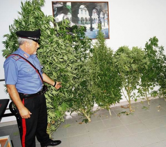 Canicattini Bagni, coltivava piantine di marijuana nel giardino di casa: denunciato