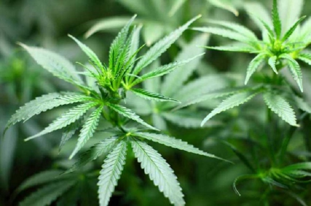 Noto, coltiva sul terrazzo piante di cannabis: arrestato e rimesso in libertà