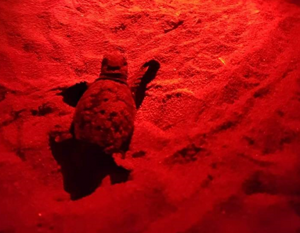 Priolo, prima nidificazione della tartaruga Caretta caretta in Riserva