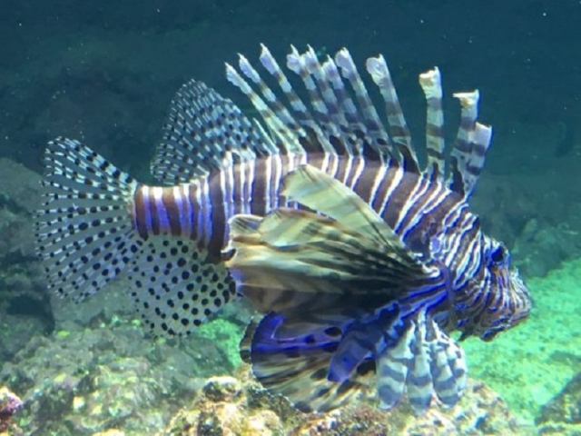 Noto, Vendicari: l'Ispra rilancia allerta su presenza del pesce scorpione