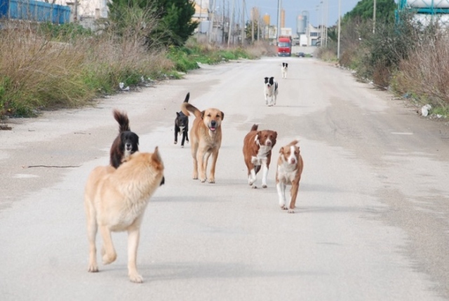 Siracusa, tavolo permanente sul randagismo: la proposta dei consiglieri del M5S