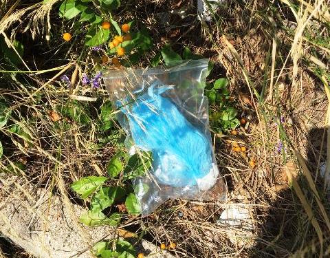 Siracusa, antidroga nelle scuole: trovate 10 dosi di marijuana in aiuola