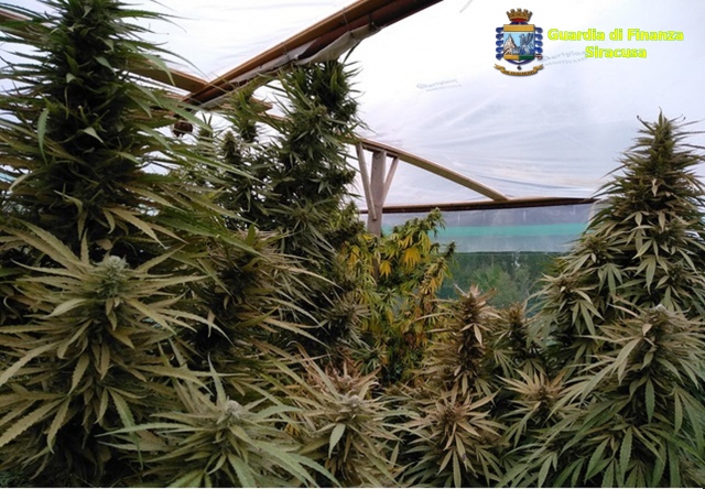 Siracusa, piantagione di marijuana e 10mila euro in contanti nascosti in una scarpa: arrestati due fratelli