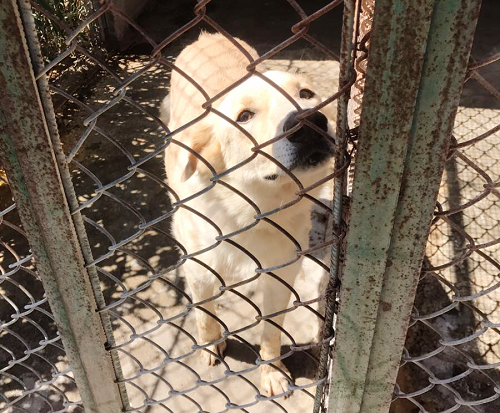 Siracusa, diffidato un canile: Granata "Le strutture diventeranno oasi"