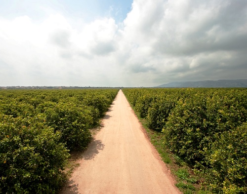 Siracusa, limone Igp: crescono i numeri, cala la produzione