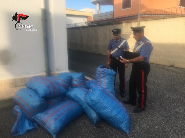 Cassibile, tre arresti per furto di 530 chili di carrube