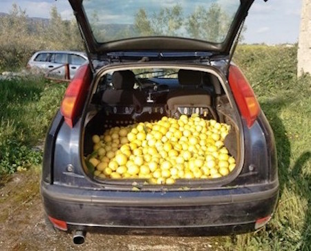 Priolo Gargallo, furto di limoni: tre arresti