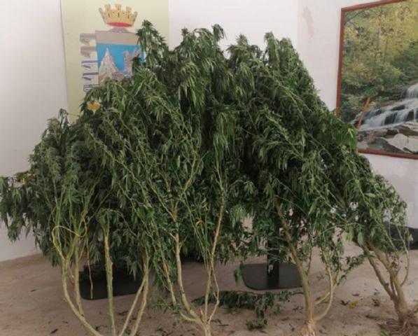 Avola, scoperta piantagione di marijuana nascosta all'interno di un orto