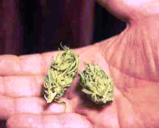 Noto, possesso di marijuana: segnalato un giovane