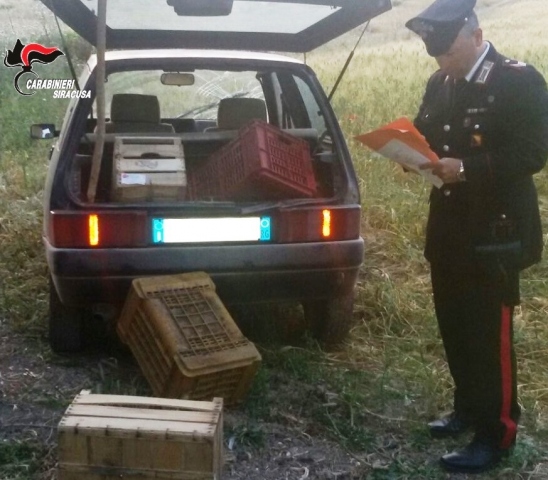 Siracusa, tenta di rubare 60 chili di melograni: arrestato