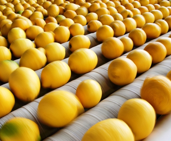 Il limone di Siracusa Igp in degustazione alla biennale di Parigi e al Taormina Gourmet