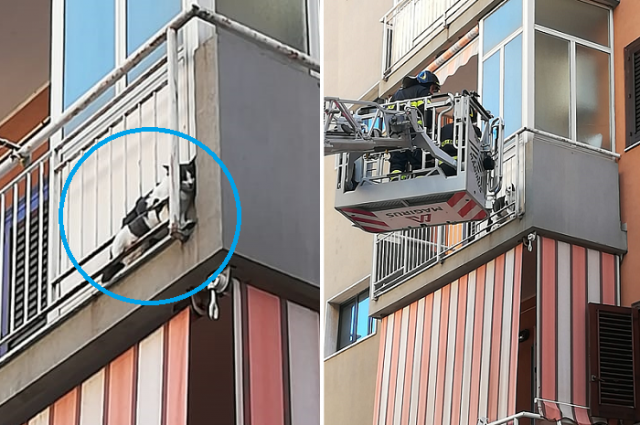 Siracusa, gatto incastrato in ringhiera balcone: salvato dai Vigili del fuoco