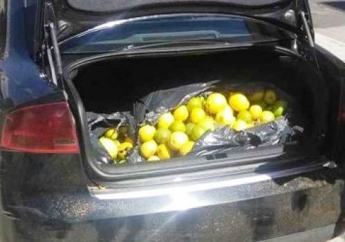 Siracusa, rubano 300 chili di agrumi: inseguiti e arrestati
