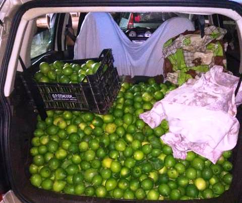 Siracusa, furti di limoni: ai domiciliari tre persone