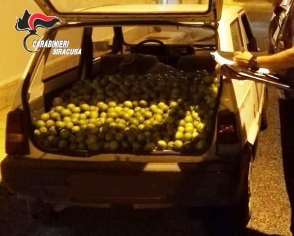 Siracusa, furto di agrumi in azienda agricola: tre arresti