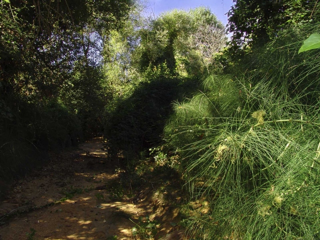 Il Cutgana aderisce alla Giornata nazionale dell’albero, iniziative anche a Floridia