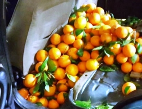 Noto, furto aggravato di arance: denunciato avolese