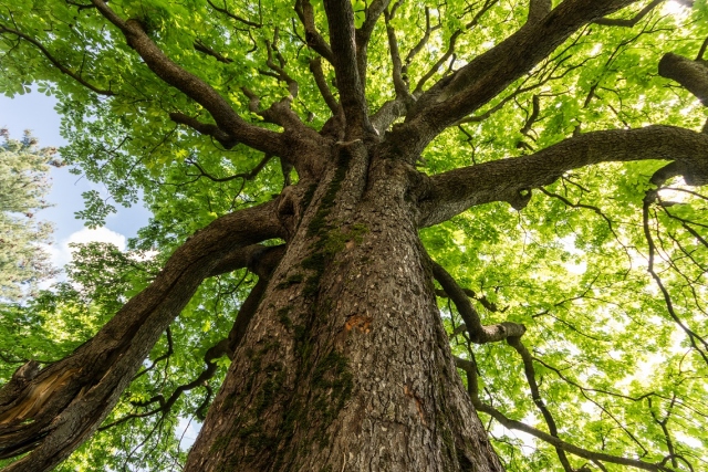 Floridia, festeggiata la Giornata nazionale dell’albero