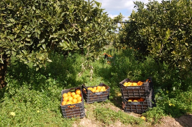 Noto, furto di 200 chili di arance: un arresto