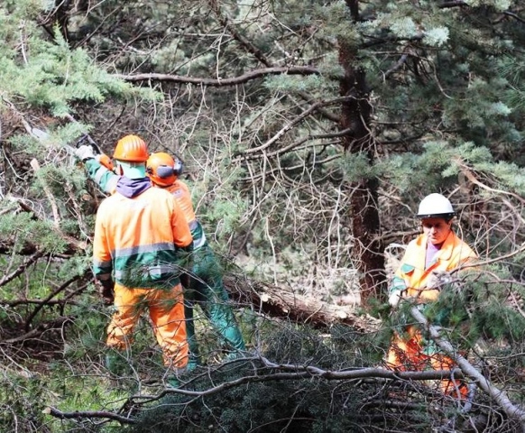 Siracusa, lavoratori forestali: rischio blocco per tutte le attività