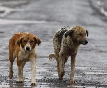 Raggruppamento Siracusa Sud all'assessore Granata: "Bisogna accelerare su emergenza randagismo"