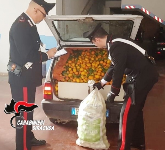 Floridia, rubano 500 chili di agrumi: arrestati in due