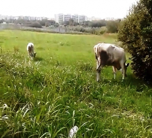 Noto, individuati circa 100 bovini irregolari: sanzioni per circa 6mila euro