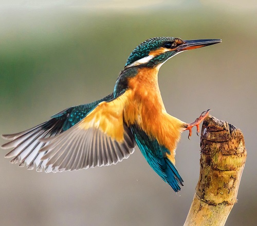 Siracusa, "Viaggio nella fotografia naturalistica": la mostra di Massimo Tamajo