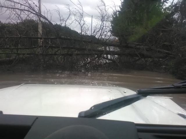 Siracusa, il vento abbatte alberi: chiusa via Pantanelli